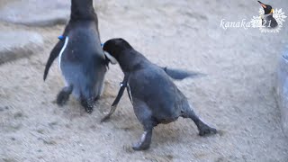 海響館 恋に悶えるペンギン”ごま” 3/3 -どうして！そうなったぁ--！！