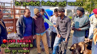 ਟੋਪ ਕੁਆਲਿਟੀ ਮੈਮਨਿਆਂ ਲਈ ਘਮਸਾਨ #live_sauda Mullanpur bakri bazar ludhiyana goat farming @farmingbaba