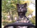 Toonces on the Lawnmower