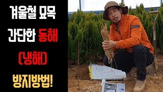 겨울철 묘목 간단한 동해(냉해)방지방법! 이영상으로 해결~