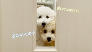 【お留守番を隠し撮り】健気に待ち続ける愛犬に胸が痛くなりました。。