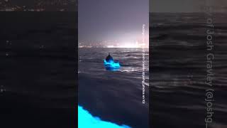 Dolphins Jumping Through Incredible Bioluminescence