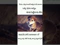 balaram reelsdog reel chicken pieces reel treending viralvideo