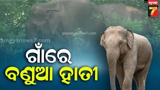 Elephant Terror in Udala,Mayurbhanj | ଉଦଳା ବନାଞ୍ଚଳ କାଠୁଆବେଡ଼ା ଗାଁରେ ହାତୀ ଆତଙ୍କ , ଲୋକେ ଭୟଭୀତ