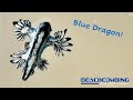 Beachcombing - Blue Dragon