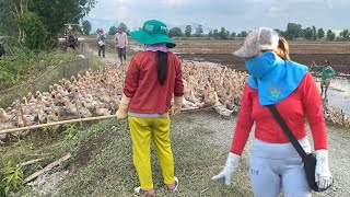 The owner herded the ducks onto the truck to migrate to a new land.