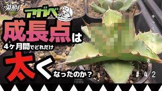 アガベ4ヶ月であの細い成長点はどれだけ太くなったのか？