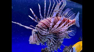 Lionfish Care Guide