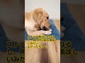 ゴールデンレトリバー ゴールデンレトリバー 犬用鹿の角 鹿の角おもちゃ