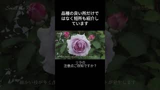 リラの注意点 #バラ #薔薇 #園芸 #園芸店 #rose #roses  #ガーデニング #gardening #廃盤 #garden #廃番 #イングリッシュローズ