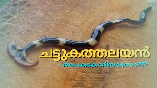 ചട്ടുകത്തലയൻ അപകടകാരിയോ??? ഇവരിൽ കൊടിയ വിഷം അടങ്ങിയിട്ടുണ്ടോ??.....