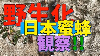 養蜂をはじめたい方必見！ 日本蜂ゲット方法を伝授！ にほんみつばちの見つけ方 ニホンミツバチの探し方！ #日本蜜蜂 #捕まえ方 #探し方