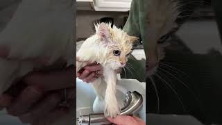 Bathing a Cat is CHAOS