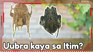 Spider Fight Talo yung malakas na kulay