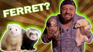 VOCÊ CONHECE OS FERRETS? | RICHARD RASMUSSEN