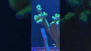 Polyp extension on Green Anacropora is amazing!!😎🪸#reef #reefkeeper #polyplab