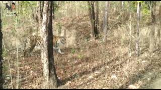 Khursapar Pench M.H, tiger Sighting.....