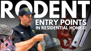 How To Find Rodent Entry Points Fast