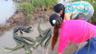 Amazing first Fishing in Siem Reap Cambodia | Two Girls Cath a lot of Fish at Rice Field | Fishing13