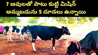 9666047295 l 7 ఆవులతో పాటు కుట్టి మెషిన్ అమ్మబడును 5 దూడలు కూడా ఉన్నాయి అన్ని హాఫ్ ఆవులు