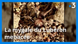 La mygale du Lubéron en danger
