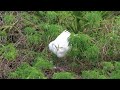 great egret lands on nest mate steps on neck to fly in wading bird rookery at gatorland orlando