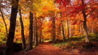 Scenic Autumn Landspace 4K 🍂 Stress-Free Autumn in Forest ~ Relaxing Music for Mental Peace