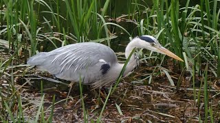 Jagende blauwe reiger/Grey heron hunts (Ardea cinerea) 4K Video