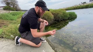 Bioprospecting Fungi in the LA River: The Hunt (part 1)