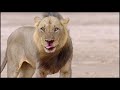 african lion diary 2021 rise of the mwamba pride in luangwa valley nature lion documentary hd