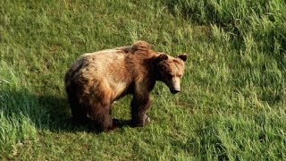 These Gentle Giants Would Rather Be Left Alone