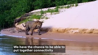 PantheraTV: The Jaguar Corridor Initiative