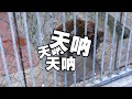 van life | 看了一天的“水”猴子！  #动物园  #房车自驾游  #情侣  #猴子【十三要和拳头】