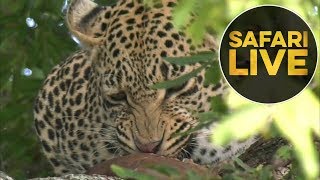 safariLIVE - Sunrise Safari - July 17, 2018