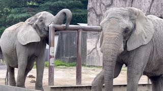 来園して40年以上のキョウコさんとアイさん🐘　6月2日 アフリカゾウ　東武動物公園