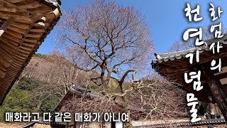 [4K] 천연기념물 확대 지정 기념식에 다녀왔습니다 | 구례 광양 04 화엄사