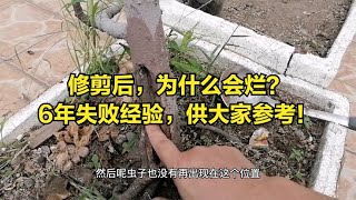 大盆养小苗会“烂根”吗科普一下