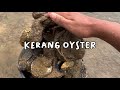 Mencari dan makan kerang tiram di pinggir laut