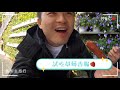 鳳梨去旅行🍍ep.15 苗栗大湖採草莓的好去處