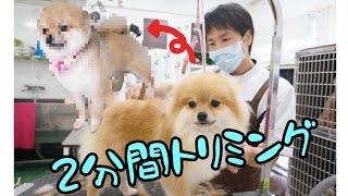 ポメラニアンのChaChaちゃんの…。［兵庫ペット医療センター トリミング 尼崎 犬動画　］Happy dog glooming