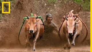 Le pacu jawi, discipline musclée d'Indonésie