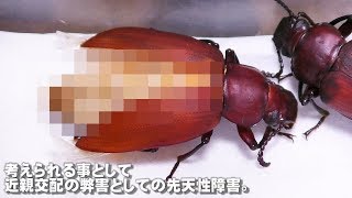 JMR24#6 次々と羽化・・上翅形成不全、正常ではない羽化の要因は、色々と考えられる。