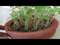 अगस्त सितंबर मे टमाटर बीज से उगायें 4 दिन में। tamatar kaise ugaye how to grow tomato from seed