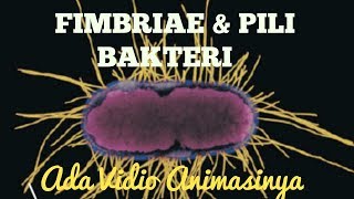 Fimbriae and Pili Bacteria