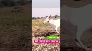 पंढरी शिवगेनी बंडगर यांचा कोसा खिल्लार खोंड| Khillar Bull #khillar #bull #बैलगाडा #cow