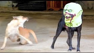 Troll Prank dog & fake Lion and Fake Tiger Prank To dog,cat | Videos Funny Troll 2022 #4