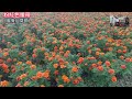 粉紅色的腰帶 24dec005 桂花咖啡樂團 聽歌 練歌 遊台灣 楊梅仙草嘉年華