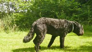 Thaira my Dog Bouvier des Flandres