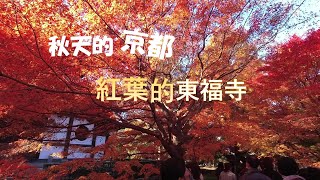 京都紅葉名所東福寺，紅葉的绝景！