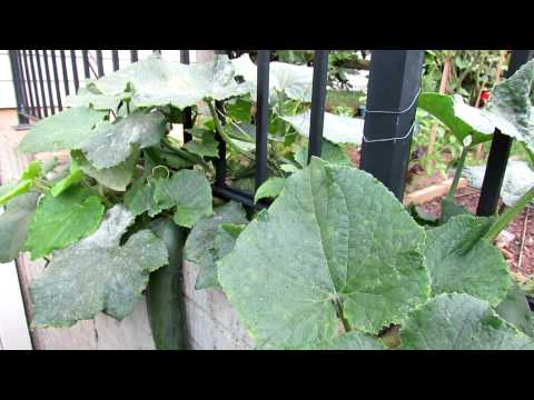 Tending Cucumbers: Identifying and Treating White Powdery Mildew with Baking Soda Tending Cucumbers: Identifying and Treating White Powdery Mildew with Baking Soda